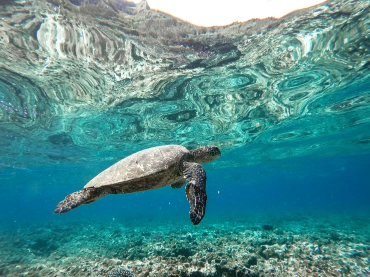 a turtle swimming under the surface of the water, by Carey Morris, unsplash contest winner, hurufiyya, hawaii, built around ocean, grey, 🦩🪐🐞👩🏻🦳