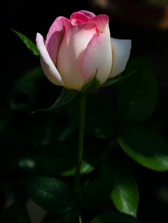 a single white and pink rose with green leaves, a picture, by Robbie Trevino, unsplash, backlight photo sample, portrait photo, 15081959 21121991 01012000 4k, front lit