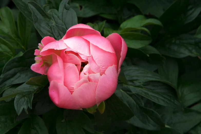 a close up of a pink flower with green leaves, inspired by Li Di, unsplash, peony flower, fan favorite, paul barson, hangzhou