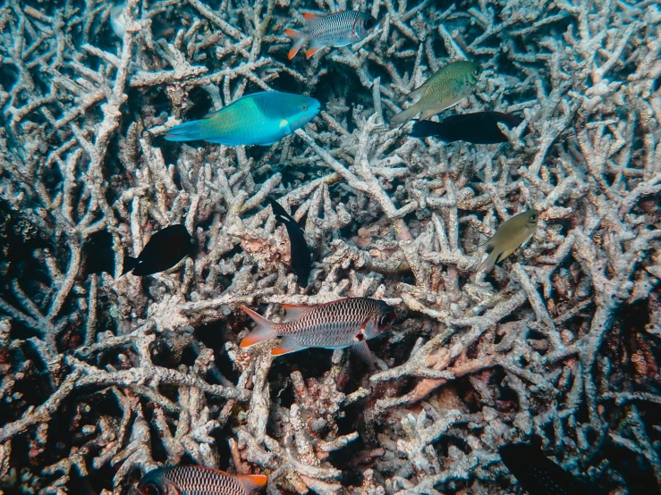 a group of fish swimming on a coral reef, taken in the early 2020s, “ iron bark, trash, great barrier reef