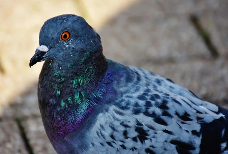 a close up of a pigeon on the ground, pexels contest winner, photorealism, purple, emerald, an afghan male type, spotted ultra realistic