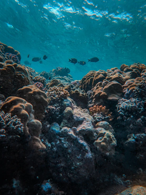 a group of fish swimming over a coral reef, pexels contest winner, crystal clear neon water, shot on sony a 7, 🦩🪐🐞👩🏻🦳, covered in coral and barnacles