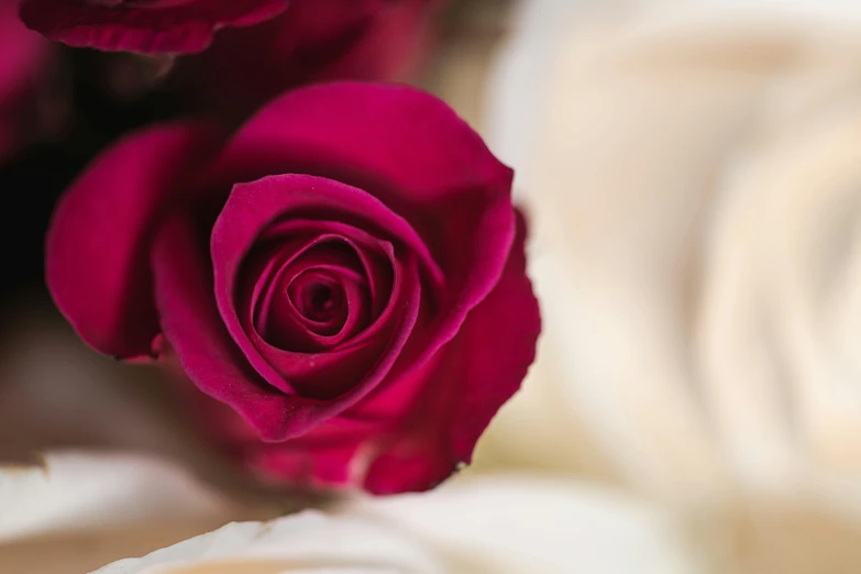 a close up of a bunch of red roses, by Julian Allen, maroon and white, high dof, taken with canon 5d mk4, pink