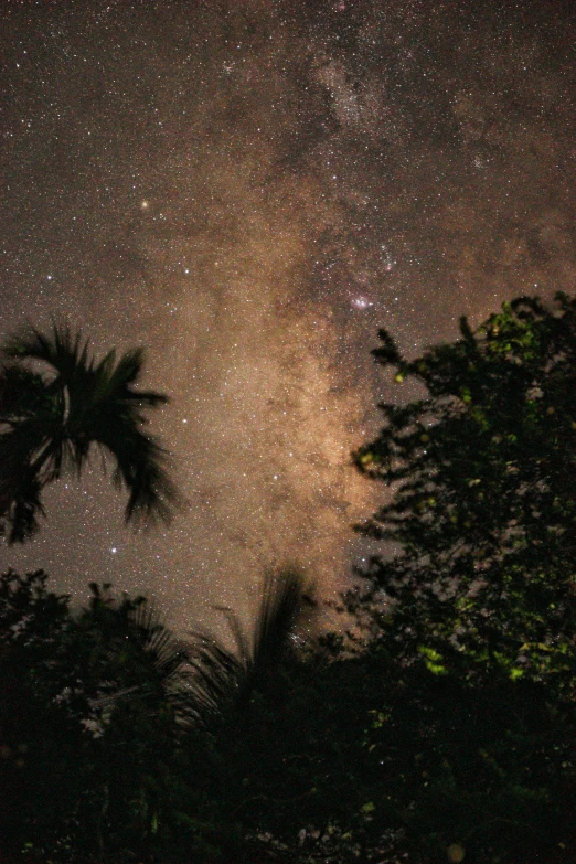 a night sky filled with stars and palm trees, by Peter Churcher, light and space, stars and planets visible, as seen from the canopy, phot