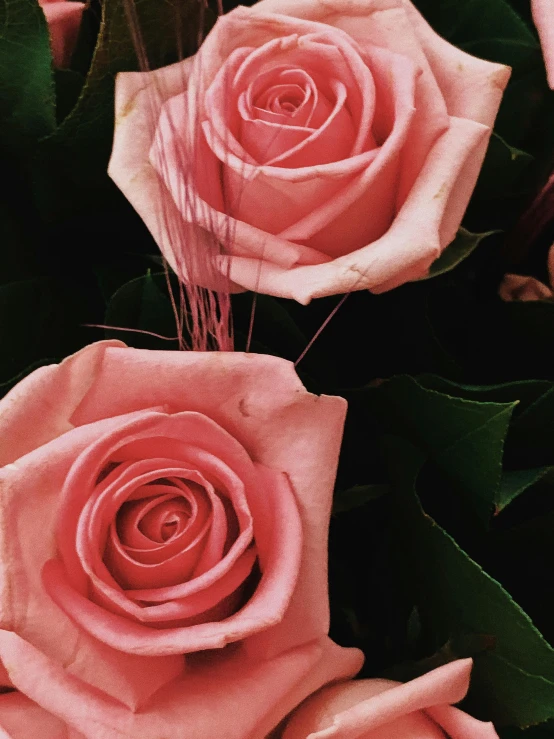 a bouquet of pink roses with green leaves, a colorized photo, by Robbie Trevino, trending on unsplash, made of flowers, closeup - view, celebration, instagram story