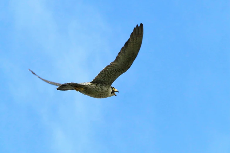 a bird that is flying in the sky, merlin, viewed from the ground, including a long tail, no cropping