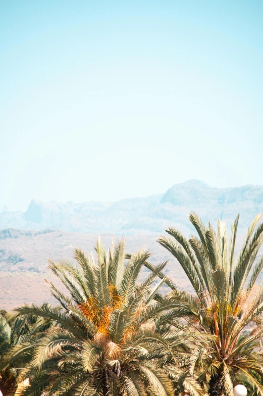 a group of palm trees with mountains in the background, by Sara Saftleven, trending on unsplash, les nabis, desert white greenhouse, sunny day with clear sky, viewed from very far away, castle in the distance