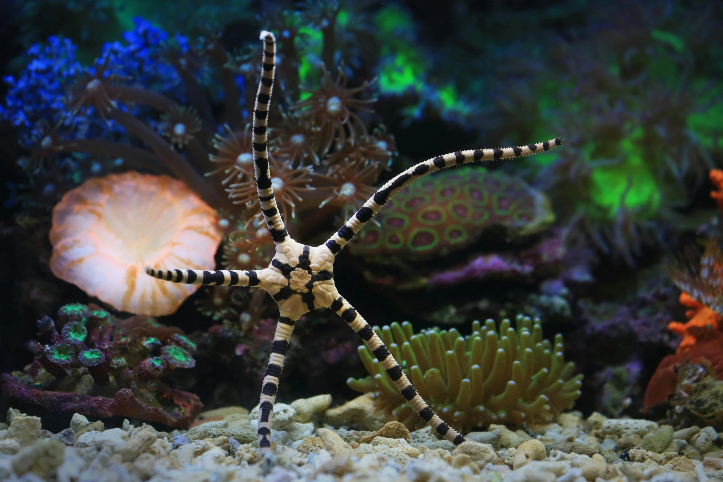 a close up of a fish in an aquarium, pexels contest winner, hurufiyya, kaiju starfish, spider legs large, corals, australian