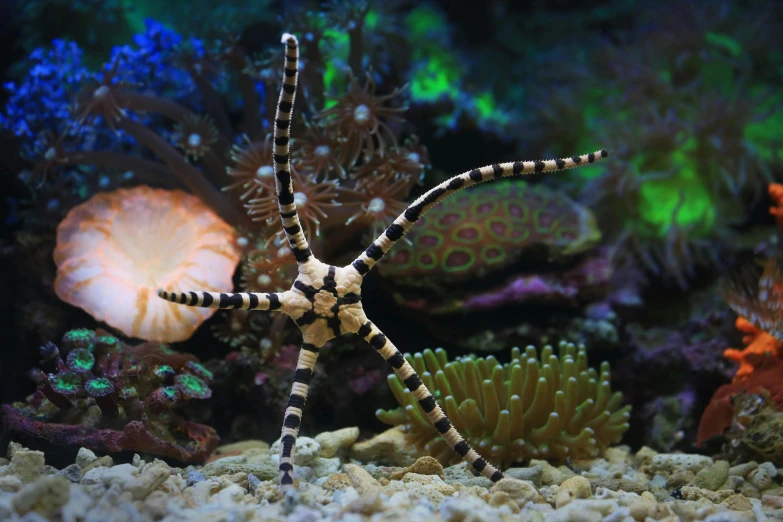 a close up of a fish in an aquarium, pexels contest winner, hurufiyya, kaiju starfish, spider legs large, corals, australian