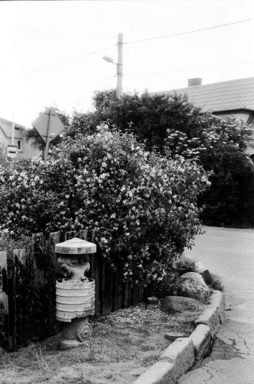 a black and white photo of a fire hydrant, inspired by Thomas Struth, flowers and trees, suburbia street, ( ( photograph ) ), 35mm 1990