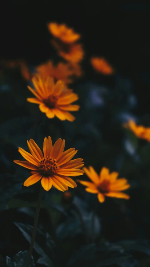 a bunch of yellow flowers sitting on top of a lush green field, unsplash contest winner, dark orange, paul barson, chrysanthemum eos-1d, instagram picture