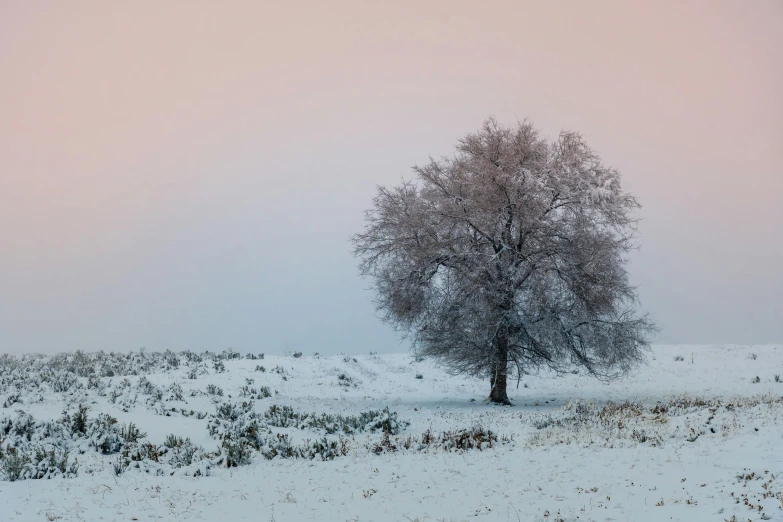 a lone tree in the middle of a snowy field, by Jessie Algie, unsplash contest winner, pale pink grass, sycamore, elm tree, early evening