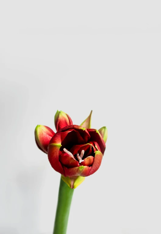 a close up of a flower in a vase, inspired by Pierre-Joseph Redouté, unsplash, red emerald, on a gray background, hyacinth, small crown