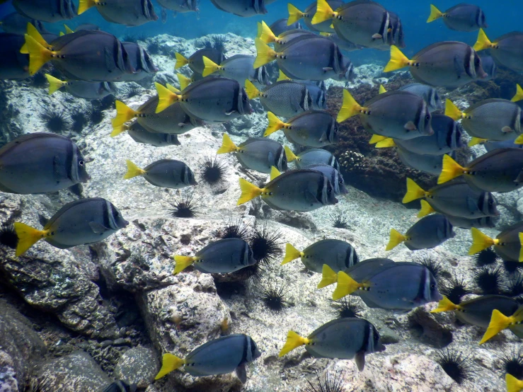 a large group of fish swimming in the ocean, blue and yellow, grey, beautiful surroundings, pochi iida