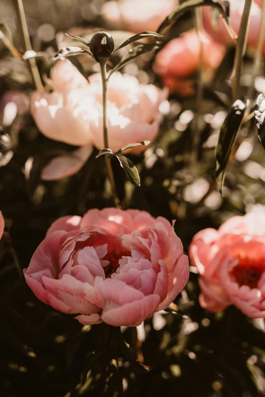 a bunch of pink and white flowers in a field, unsplash, softly shadowed, black peonies, lush plant and magical details, bay area