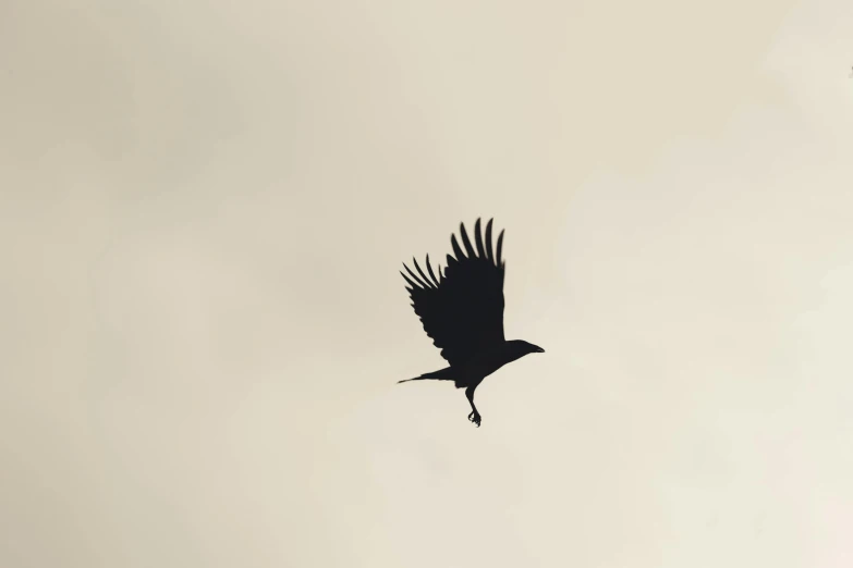 a bird that is flying in the sky, an album cover, unsplash, hurufiyya, black crows, matte print, minimalistic art, hunting