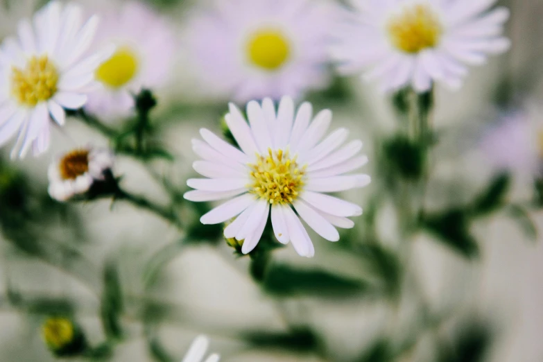 a bunch of white flowers with yellow centers, a macro photograph, by Carey Morris, trending on unsplash, australian wildflowers, ari aster, bokeh + dof + 8k, retro stylised