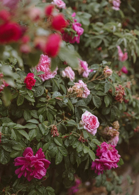 a bunch of pink roses growing on the side of a road, inspired by Elsa Bleda, multicolored, medium-shot, lush garden, loosely cropped