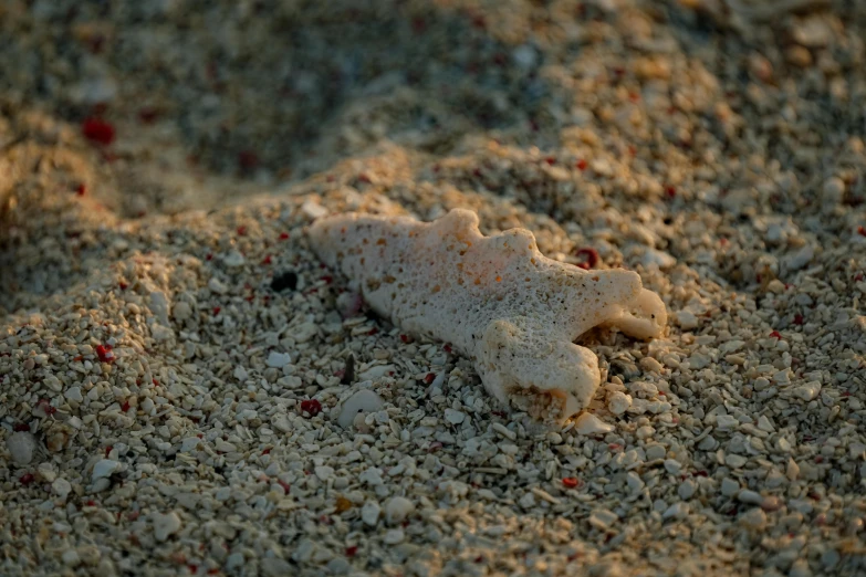 a starfish laying on top of a sandy beach, a microscopic photo, by Attila Meszlenyi, unsplash, axolotl creature, sand piled in corners, in the evening, covered in coral