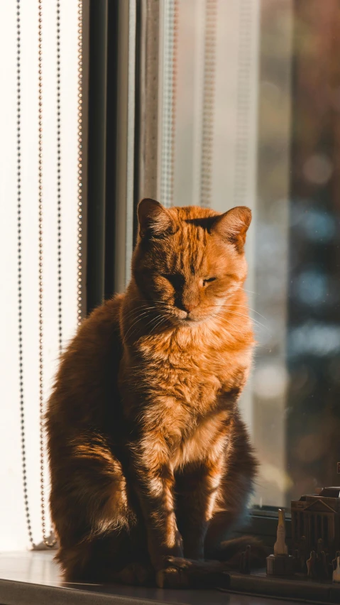 a cat sitting on top of a window sill, by Julia Pishtar, pexels contest winner, portrait of garfield, golden hour 4k, hr ginger, annoyed