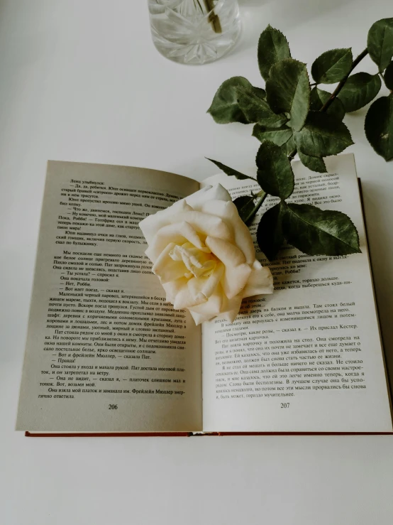 a white rose sitting on top of an open book, with a white complexion, story telling aesthetic, an overgrown library, on white paper