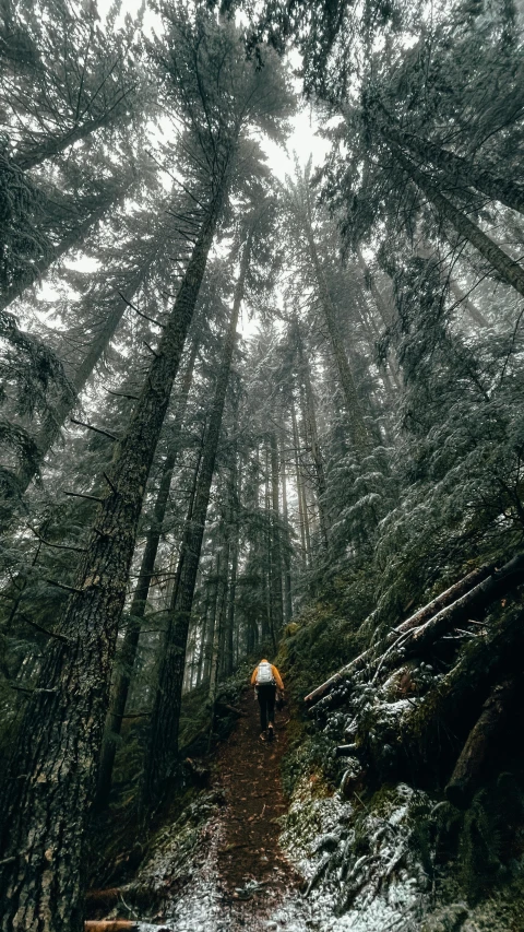 a person walking on a trail in the woods, by Tobias Stimmer, unsplash contest winner, spruce trees on the sides, ryan dyar, ((trees)), riding