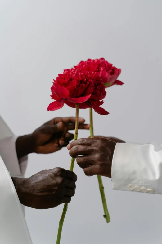 a person handing a flower to another person, an album cover, inspired by Robert Mapplethorpe, unsplash, dressed in white robes, adut akech, detail shot, peony
