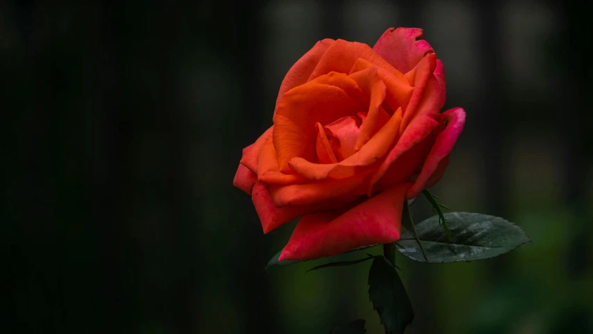 a close up of a flower with a dark background, an album cover, pexels contest winner, rose garden, red and orange colored, no cropping, tourist photo