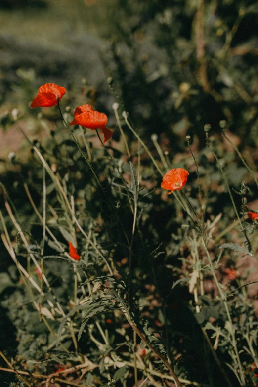 a bunch of red flowers sitting on top of a lush green field, by Attila Meszlenyi, alessio albi, grainy quality, vine and plants and flowers, vibrant but dreary orange