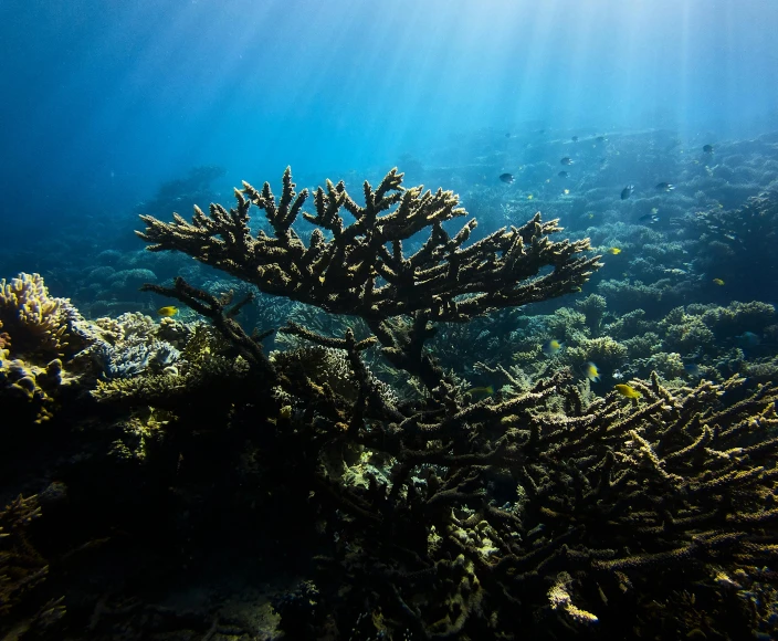 a coral reef with sun shining through the water, a portrait, by Daniel Seghers, shot with sony alpha, red sea, ocean dept, mangrove trees