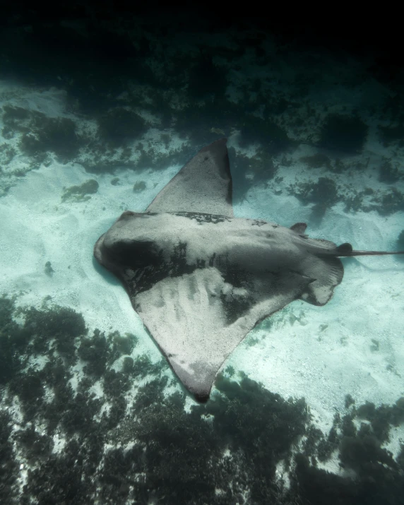 a manta ray swimming in the ocean, an album cover, inspired by Man Ray, pexels contest winner, hurufiyya, desaturated, reefs, an angel, highly upvoted