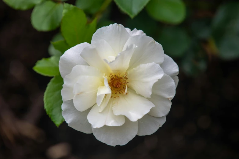 a close up of a white flower with green leaves, inspired by Charlotte Nasmyth, unsplash, yellow rose, wide high angle view, cottagecore flower garden, shot on sony a 7