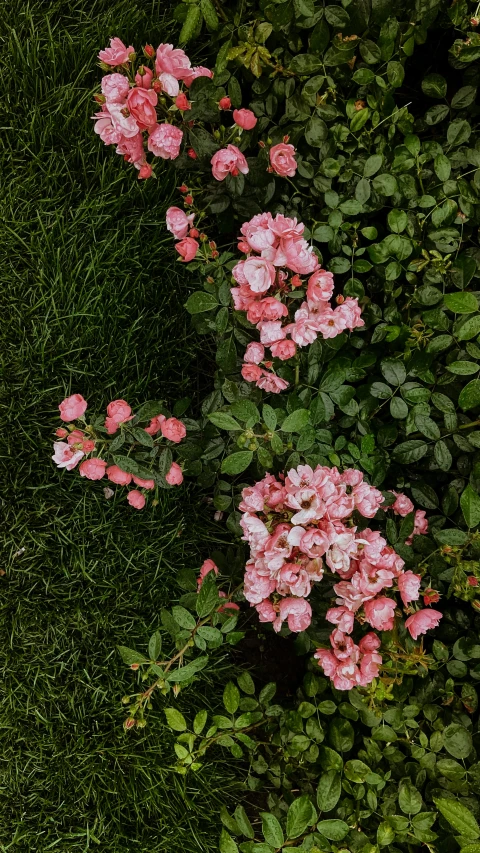 a red fire hydrant sitting on top of a lush green field, an album cover, inspired by Elsa Bleda, trending on unsplash, many sakura origami roses, high angle close up shot, smiling down from above, pink grass