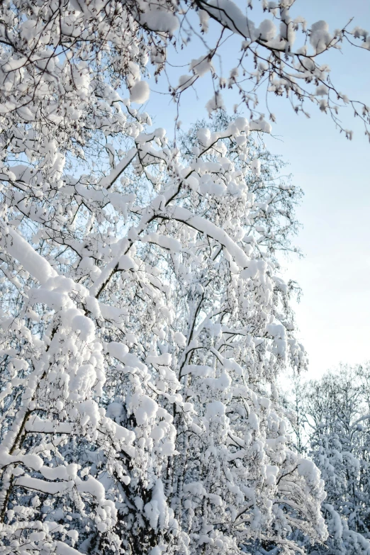 a man riding a snowboard down a snow covered slope, inspired by Édouard Detaille, pexels contest winner, romanticism, overhanging branches, stockholm, lots of white cotton, an enormous silver tree