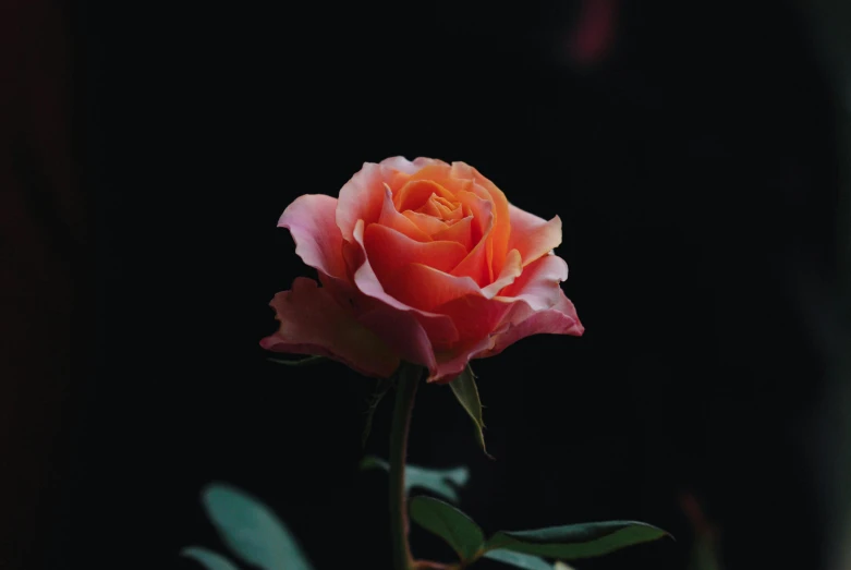 a single pink rose against a black background, inspired by Elsa Bleda, pexels contest winner, red and orange colored, instagram post, unedited, high quality upload