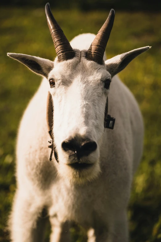 a goat standing on top of a lush green field, by Daniel Seghers, pexels contest winner, renaissance, closeup at the face, white unicorn, animal horn, high angle close up shot