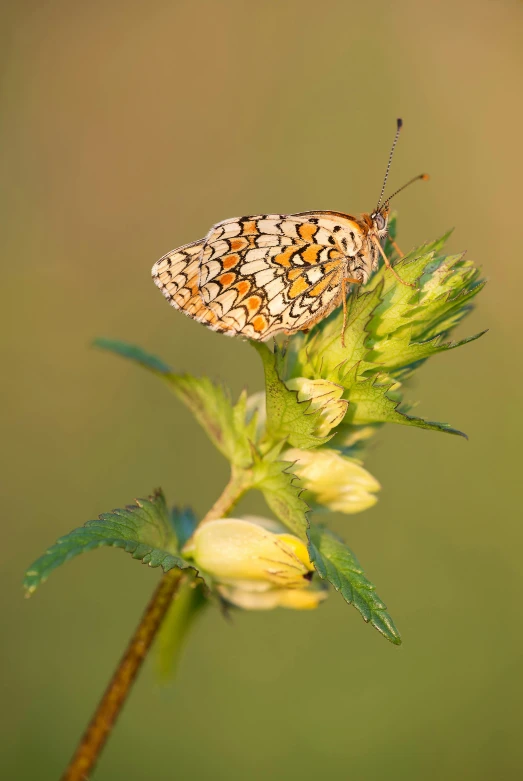 a butterfly that is sitting on a flower, by Jan Tengnagel, baroque, in a gentle green dawn light, orange and white, delicate patterned, ultra high pixel detail