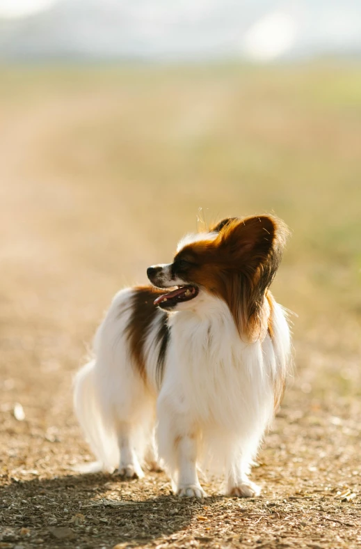 a small brown and white dog standing on a dirt road, hair fluttering in the wind, slide show, fan favorite, afar