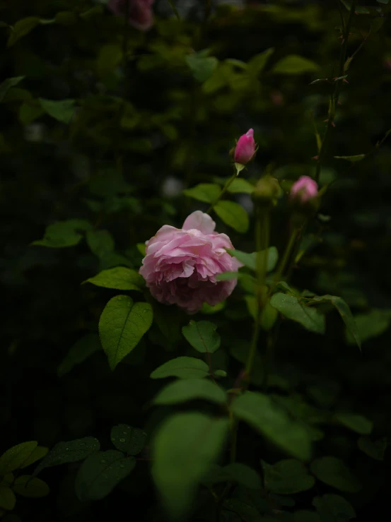 a single pink rose blooming in a garden, an album cover, unsplash, ((pink)), monia merlo, nishihara isao, rainy evening