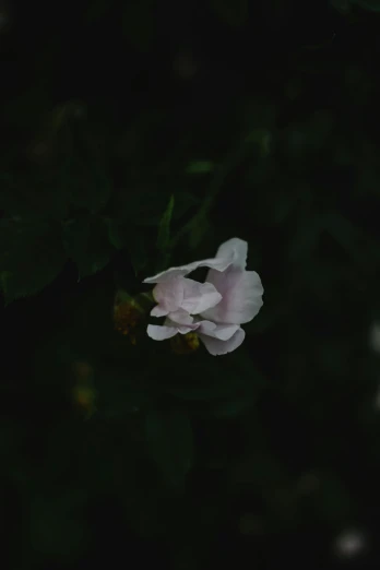 a single pink flower in the dark, inspired by Elsa Bleda, unsplash, muted green, low quality photo, ansel ], ignant