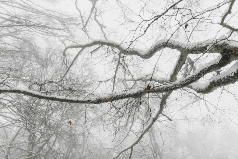 a red fire hydrant sitting under a tree covered in snow, inspired by Arthur Burdett Frost, pexels contest winner, tonalism, fractal veins. cyborg, forest. white trees, gray fog, distant knotted branches