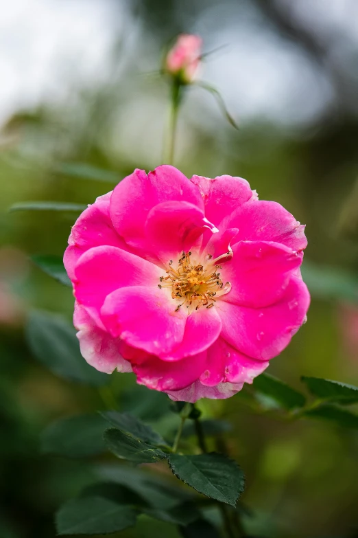 a close up of a pink flower with green leaves, unsplash, renaissance, rose garden, high-resolution photo, raspberry, on display