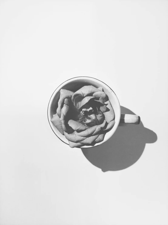 a black and white photo of a flower in a cup, by Rebecca Horn, society 6, sun-hyuk kim, rose twining, on white