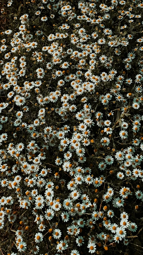 a field full of white and brown flowers, an album cover, inspired by Elsa Bleda, pexels, 1 6 x 1 6, textured like a carpet, multiple small black eyes, ari aster