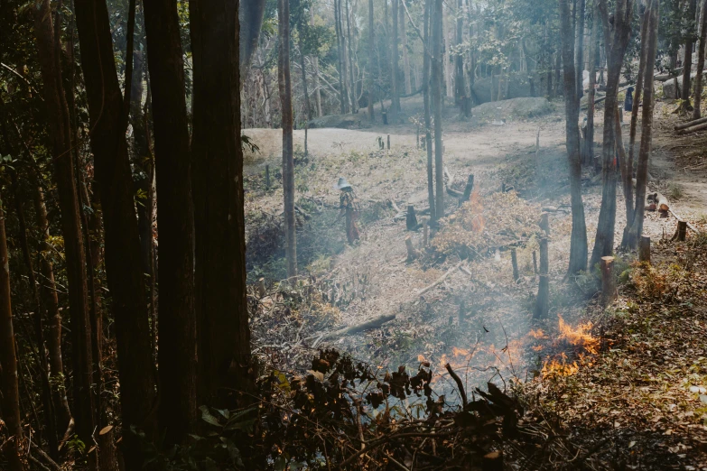 a fire in the middle of a forest, jungle clearing, profile image, trees in foreground, wide film still