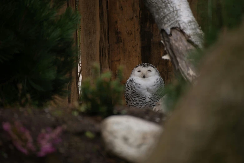 a white owl sitting on top of a tree stump, pexels contest winner, hurufiyya, in a tree house, museum quality photo, chilling 4 k, portrait”