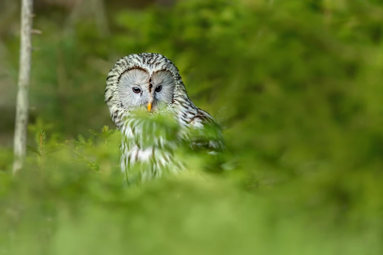 a bird that is sitting in the grass, pexels contest winner, hurufiyya, glowing white owl, in green forest, grey, small