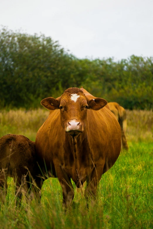 a couple of brown cows standing on top of a lush green field, slide show, photograph, midlands, uncropped