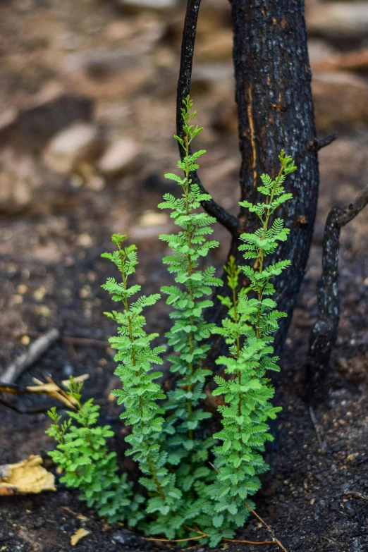 a plant that is growing out of the ground, nothofagus, alpine tundra wildfire, ashes and smoke columns, fan favorite