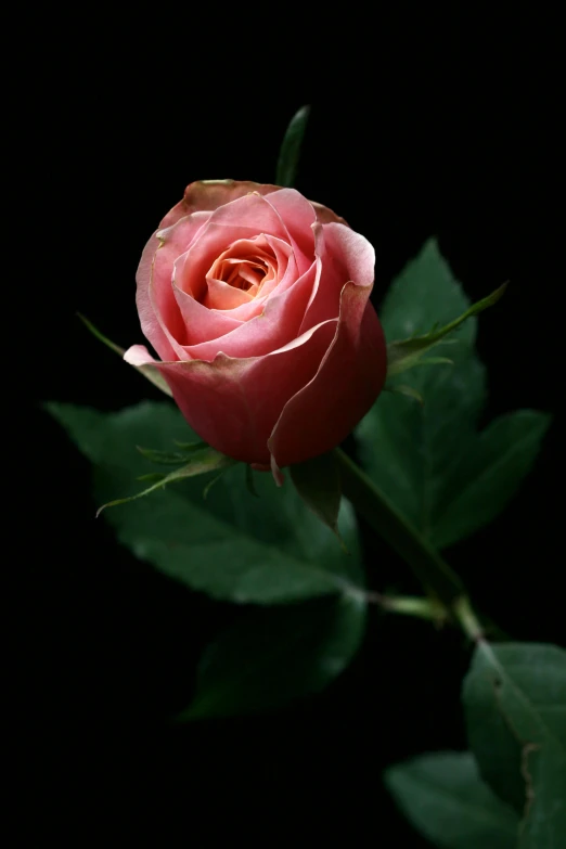 a single pink rose on a black background, an album cover, pexels, istockphoto, mint, [ cinematic, pastel'